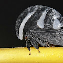 Membracis Treehopper