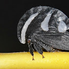 Membracis Treehopper