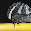 Membracis Treehopper