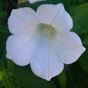 Petunia