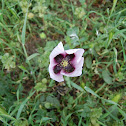 Amapola
