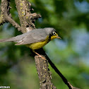 Canada Warbler