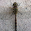 California Darner