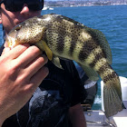 Spotted Sand Bass