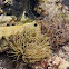 Golden Anemone