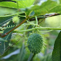 Wild Cucumber