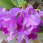  Cattleya orchid