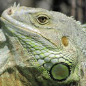 Green or Common Iguana