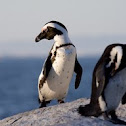 African Penguin