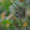 Golden Orb Weaver