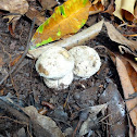 mushrooms