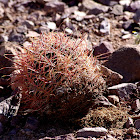 Barrel cactus