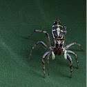Salticus scenicus