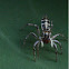 Salticus scenicus