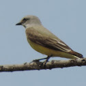 Western Kingbird