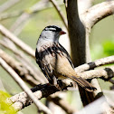 White-crowned Sparrow