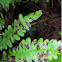 Bracken Fern