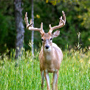White-tail Deer