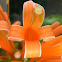 Orange Trumpet or Flame Vine  