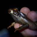 Toad