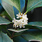 Fragrant Olive