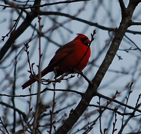 Spotting Image 1