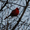 Northern Cardinal (Male)