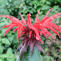 Crimson Beebalm
