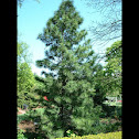 Umbrella Pine