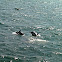 Common Dolphin