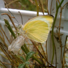 Great Southern White