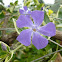 Pervinca