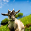 Domestic goat