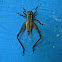 cricket