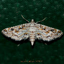 Asian Hydrilla Moth