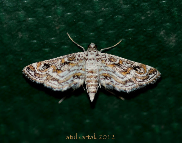 Spotting Image 1