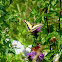 Machaon & European Peacock