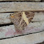 Mariposa