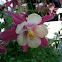 Columbine