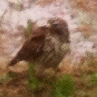 Red tailed hawk