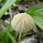 Marasmius rotula