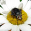 Tachinid Fly