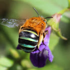 Blue-banded Bee (female)