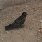 American robin