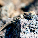 Sagebrush Lizard