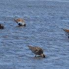 Dunlin