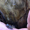 Grey Treefrog