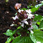Thai Basil