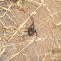 Redback Spider