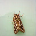 Moth